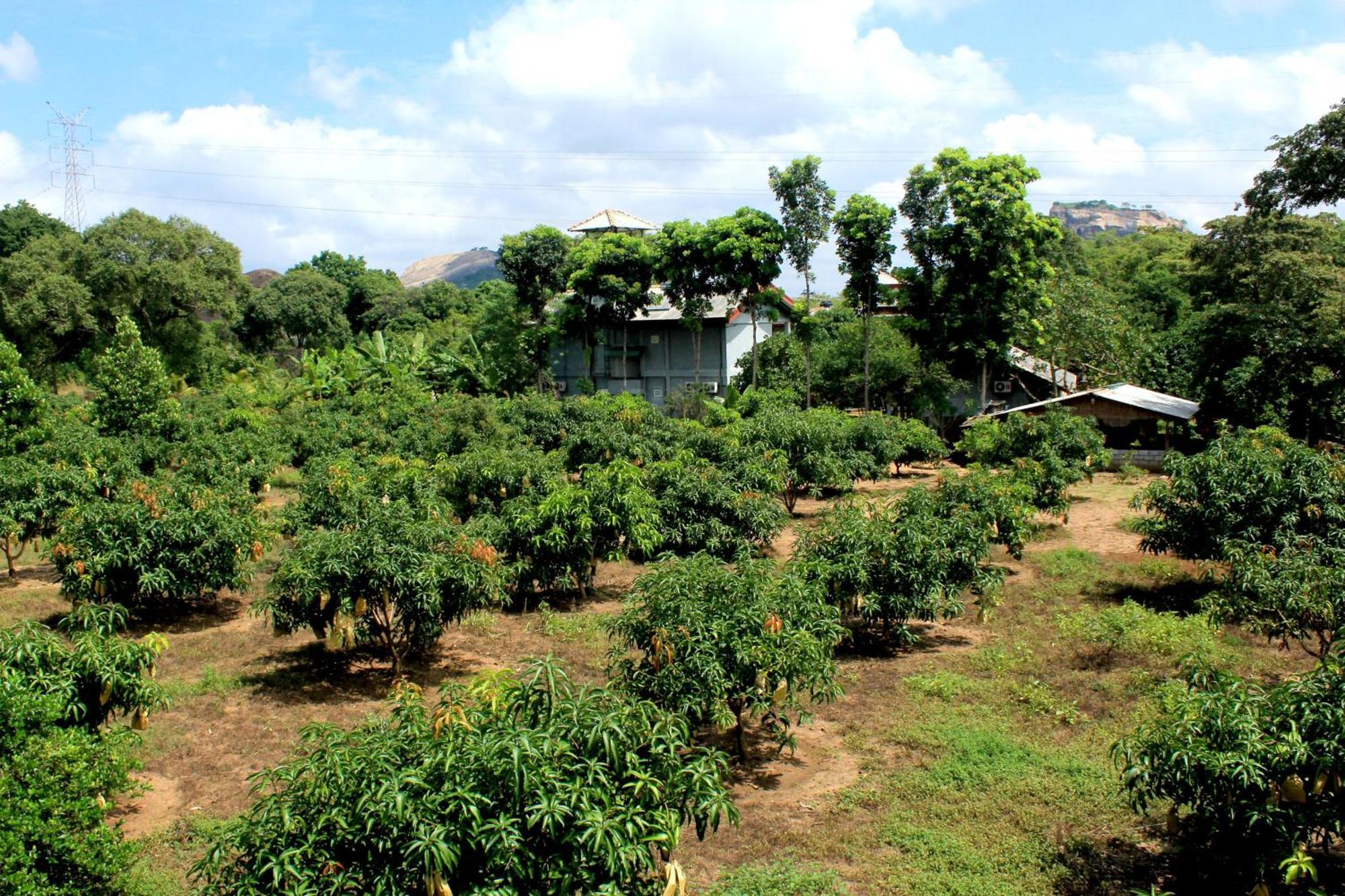 Green Hut Hotel&Restaurant. Sigiriya Buitenkant foto